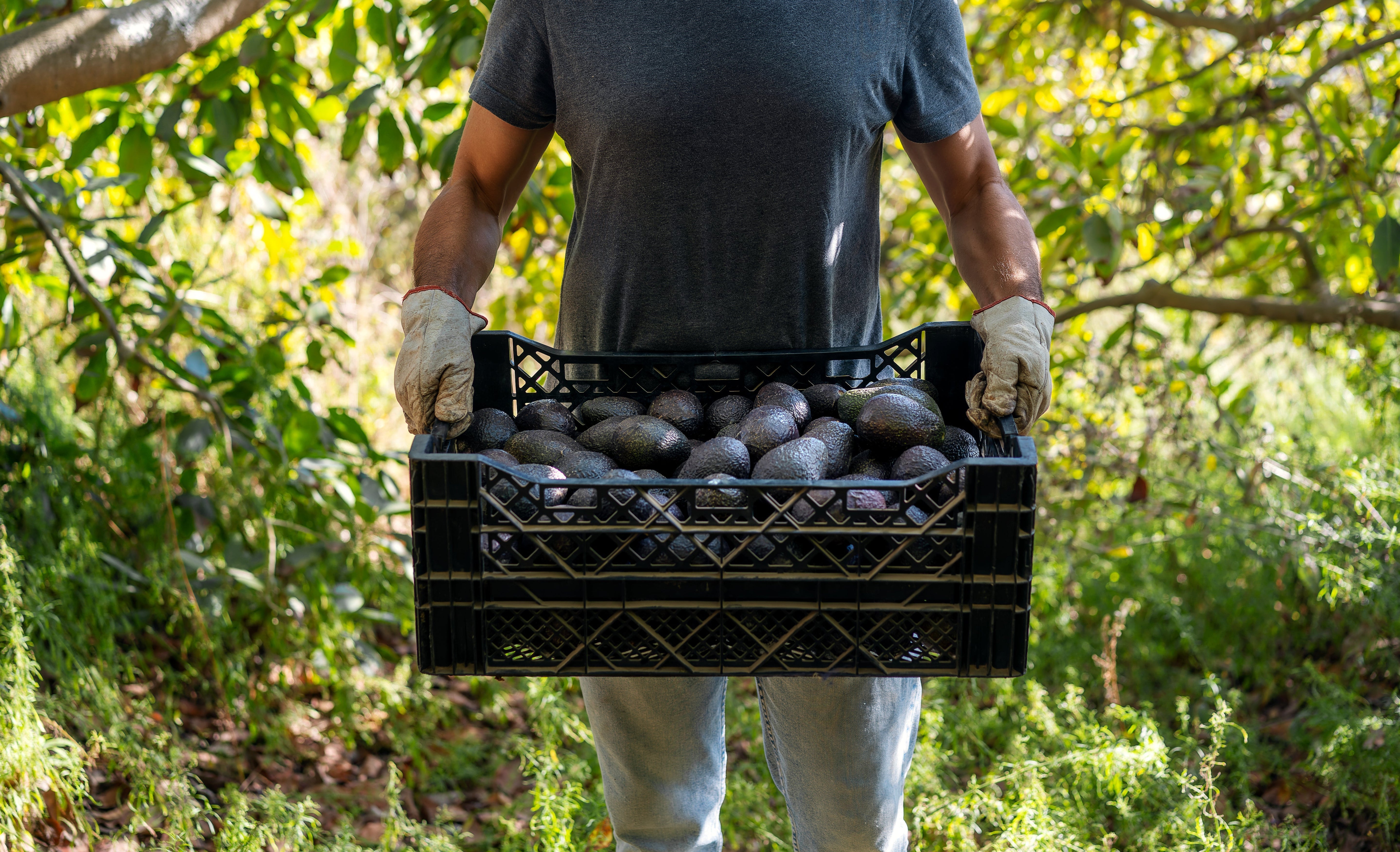 Farmwork | BOXIO's Adventure Down Under